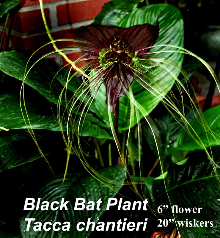 Black Bat 3"-pot Taca chantieri